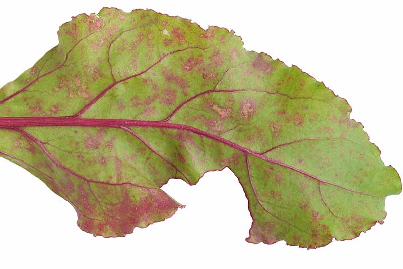 نمای نزدیک از یک برگ سبز که از عفونت قارچی رنج می‌برد، لکه‌های قهوه‌ای مایل به قرمز را روی پس‌زمینه سفید نشان می‌دهد.