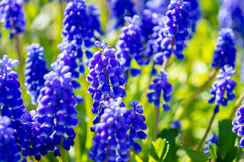نمای نزدیک از گل‌های موسکاری آبی روشن که در باغ بهاری در زیر نور آفتاب درخشان رشد می‌کنند و در پس‌زمینه به فوکوس ملایمی محو می‌شوند.