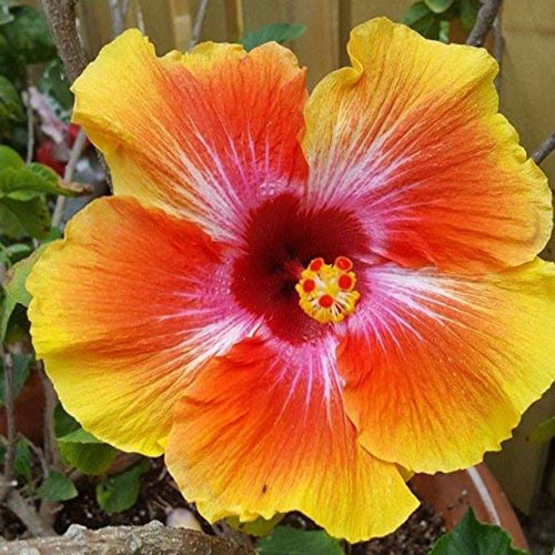 نمای نزدیک از H. rosa-sinensis هیبریدی «غروب هاوایی» در پس‌زمینه فوکوس ملایم.  گل در لبه ها به رنگ نارنجی روشن با چشم مرکزی قرمز تیره و رگه هایی از سفید در سراسر گلبرگ ها است.