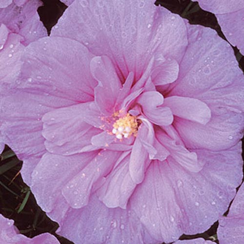 نمای نزدیک از گل گونه H. syriacus 'Lavender Chiffon'، با گلبرگ‌های دوتایی منحصربه‌فرد روی پس‌زمینه فوکوس نرم.