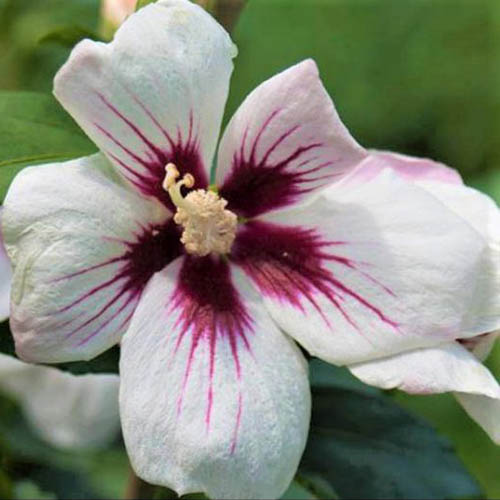 نمای نزدیک از یک گل از گونه H. syriacus 'Lil Kim'.  گلبرگ‌های سفید با رنگ قرمز تیره از چشم مرکزی رگه‌هایی دارند و روی پس‌زمینه سبز با تمرکز ملایم قرار گرفته‌اند.
