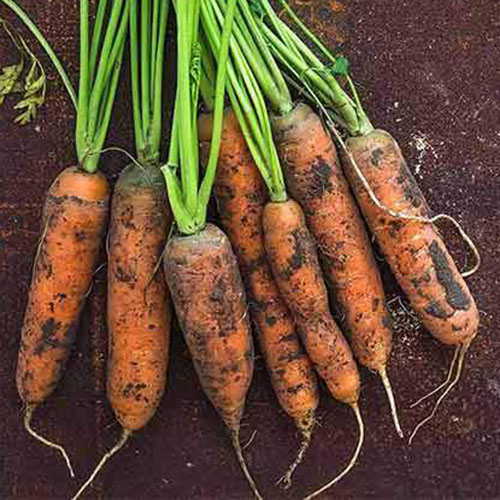 نمای نزدیک از انواع هویج های کوتاه "انگشت کوچک" مناسب برای رشد در ظروف قرار گرفته در زمینه خاک.
