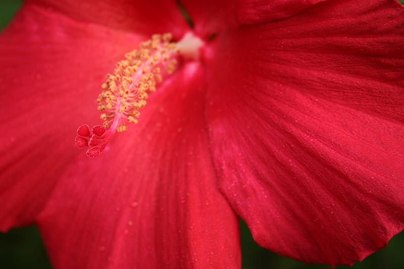 نمای نزدیک از گلبرگ‌های قرمز روشن هیبرید «Lord Baltimore» H. moscheutos که در پس‌زمینه به فوکوس ملایم محو می‌شوند.