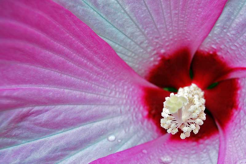 تصویر نزدیک ماکرو از گل هیبیسکوس «پینک‌شورل» که رنگ صورتی ملایم را نشان می‌دهد که روی گلبرگ‌ها به سمت سفید محو می‌شود و چشم مرکزی قرمز تیره و ستون استمینال برجسته.