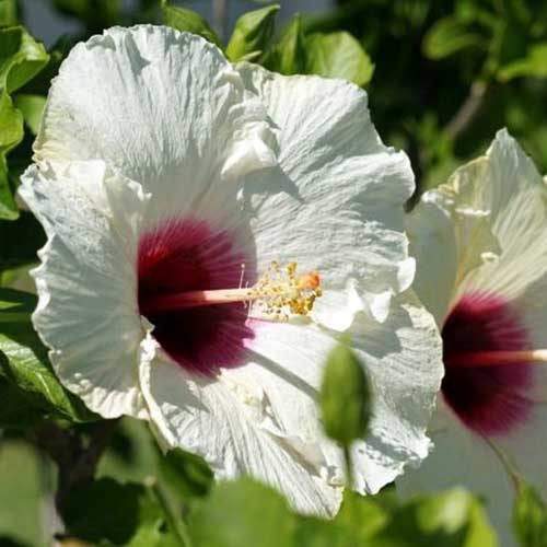 نمای نزدیک از یک گل سفید با چشم قرمز عمیق که در زیر نور آفتاب روشن در حال رشد در باغ در پس‌زمینه‌ای با فوکوس ملایم تصویر شده است.