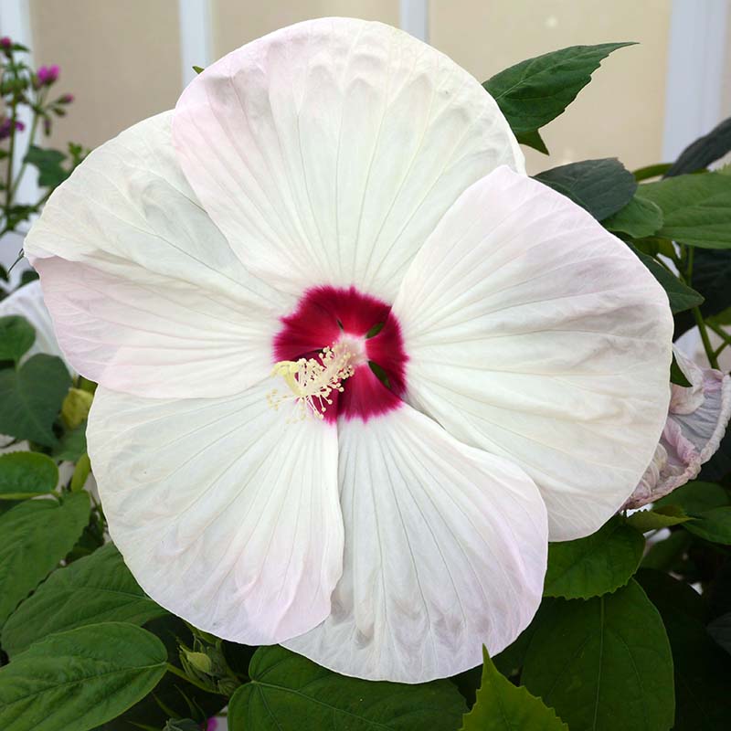 نمای نزدیک از یک گل سفید بزرگ از هیبرید "Luna White" H. moscheutos، که در باغ احاطه شده توسط شاخ و برگ سبز رشد می کند.