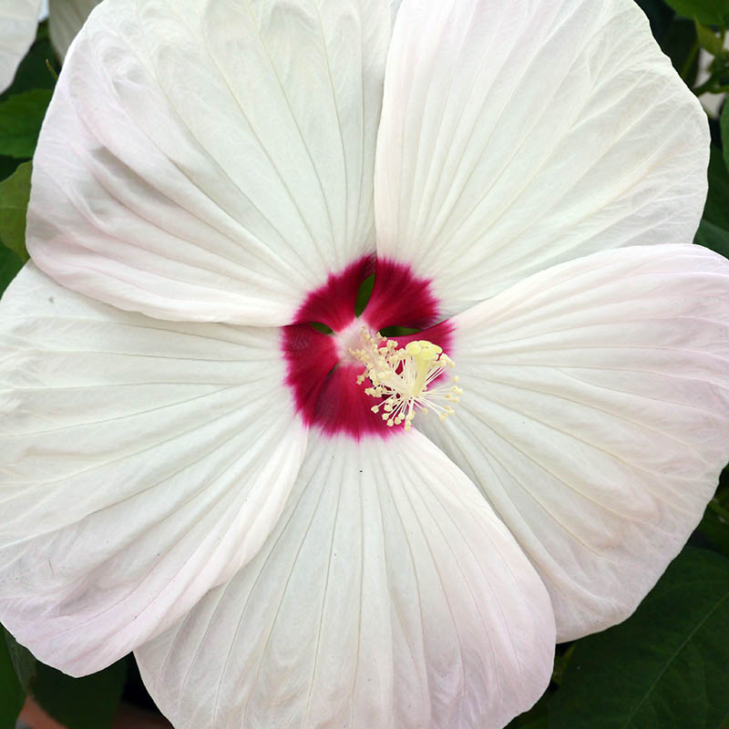 تصویری نزدیک از گل هیبیسکوس «Luna White» با گلبرگ‌های سفید بزرگ و چشم مرکزی قرمز تیره روی پس‌زمینه فوکوس ملایم.