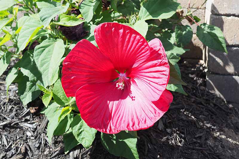 نمای نزدیک از یک گل «Midnight Marvel» H. moscheutos، با گلبرگ‌های قرمز بزرگ که روی درختچه‌ای کوچک در زیر نور آفتاب روشن در باغ با دیواری آجری در پس‌زمینه رشد می‌کنند.