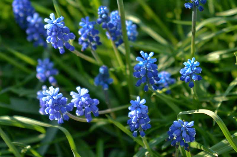 نمای نزدیک از گلهای آبی روشن Muscari aucheri احاطه شده توسط شاخ و برگ سبزی که در باغ در آفتاب روشن رشد می کنند.