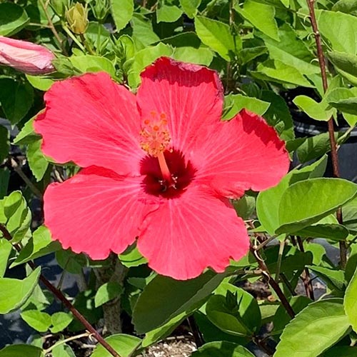 نمای نزدیک از یک گل قرمز روشن «بانوی نقاشی شده» از H. rosa-sinensis که در زیر نور آفتاب روشن که توسط شاخ و برگ سبز محاصره شده است که در پس‌زمینه محو می‌شوند تا فوکوس ملایمی داشته باشند.