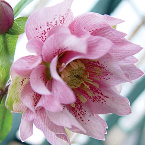 نمای نزدیک از گلی از گونه «فبی» از هلبورهای دوتایی، با گلبرگ‌های صورتی روشن که لکه‌های صورتی عمیق‌تری از میان آن‌ها می‌گذرد، روی پس‌زمینه فوکوس ملایم.