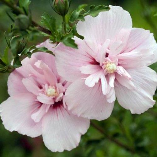 نمای نزدیک از گل‌های صورتی ظریف رقم «Pink Chiffon» H. syriacus، که در باغ روی یک پس‌زمینه تمرکز ملایم رشد می‌کنند.