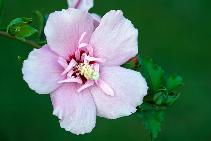 نمای نزدیک از گل H. syriacus 'Pink Chiffon' با گلبرگ‌های دوتایی منحصر به فرد به رنگ صورتی روشن با چشم مرکزی قرمز تیره، روی پس‌زمینه فوکوس ملایم سبز.