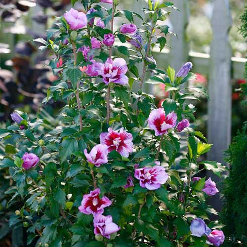 نمای نزدیک از گل های گونه H. syriacus 'Purple Pillar' که روی درختچه رشد می کند.  شکوفه های بنفش و قرمز توسط شاخ و برگ سبز تیره قاب شده اند، در پس زمینه یک حصار چوبی با فوکوس ملایم است.