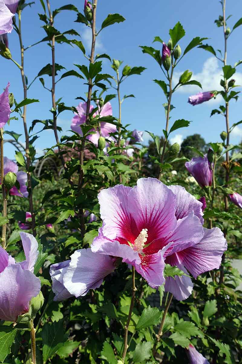 تصویری عمودی از گل‌های گونه‌ی «ستون بنفش» H. syriacus که در باغ در آفتاب روشن با آسمان آبی در پس‌زمینه رشد می‌کنند.