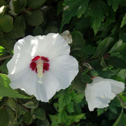 نمای نزدیک از گونه «قلب قرمز» گل H. syriacus، با گلبرگ‌های سفید مایل به کرم و چشم مرکزی قرمز تیره، که توسط شاخ و برگ سبز تیره با فوکوس ملایم احاطه شده است.