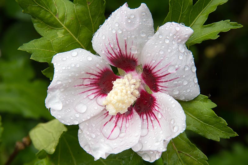 نمای نزدیک از یک گل سفید با چشم قرمز عمیق و رگه‌های قرمز در امتداد گلبرگ‌ها با شاخ و برگ سبز در پس‌زمینه که به سمت تمرکز ملایم محو می‌شود.