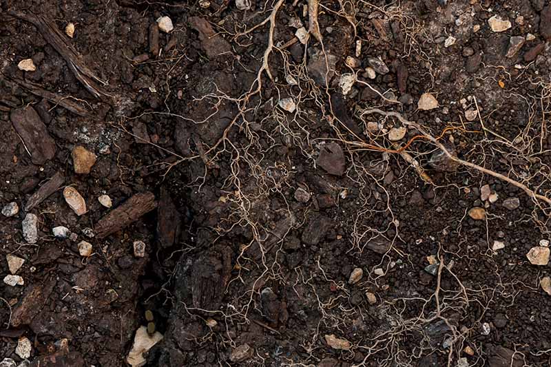 نمای نزدیک از زمین تیره و غنی با سنگ ها و ریشه هایی که باید قبل از کاشت سبزیجات پاک شوند.