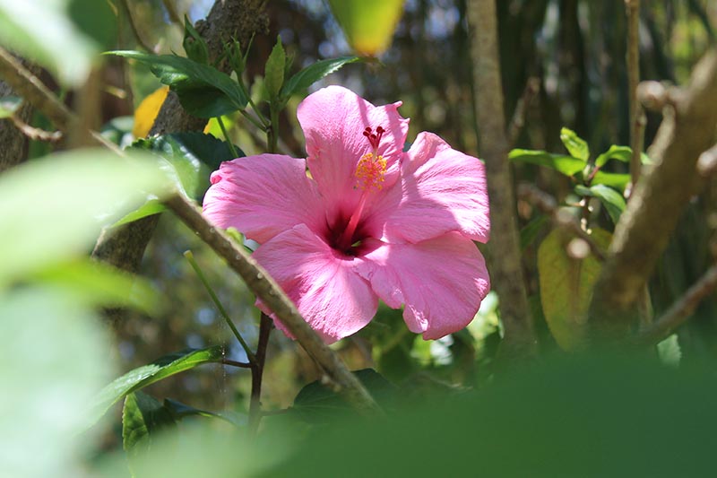 نمای نزدیک از یک گل از هیبرید «Seminole Pink» H. rosa-sinensis که در باغ در نور آفتاب روشن روی یک پس‌زمینه فوکوس ملایم رشد می‌کند.