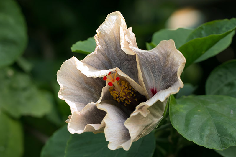 نمای نزدیک از گل هیبرید "خاطرات نقره ای" H. rosa-sinensis که توسط شاخ و برگ در پس زمینه ای با فوکوس نرم احاطه شده است.