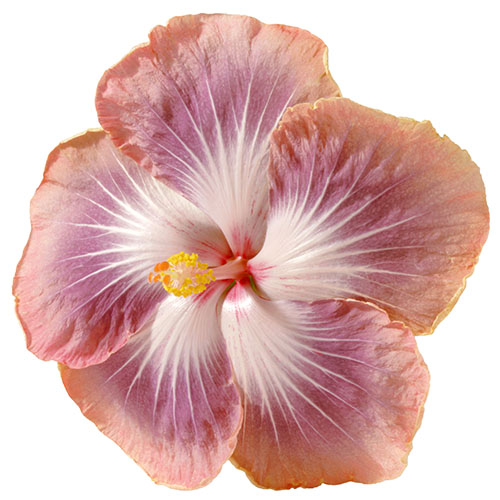 نمای نزدیک از انواع «خاطرات نقره‌ای» H. rosa-sinensis، با گلبرگ‌های صورتی کم‌رنگ تا نقره‌ای با لبه‌های کمی ژولیده روی زمینه سفید.