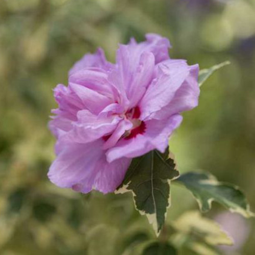 نمای نزدیک از گل صورتی روشن H. syriacus 'Summer Raffle' روی پس‌زمینه فوکوس ملایم.