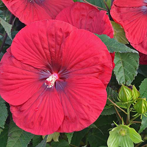 نمای نزدیک از گل بزرگ هیبرید H. moscheutos به نام "شراب قدیمی".  گلبرگ ها به رنگ قرمز روشن با چشم مرکزی قرمز تیره هستند، شاخ و برگ سبز گل را احاطه کرده است که در پس زمینه به سمت تمرکز ملایم محو می شود.