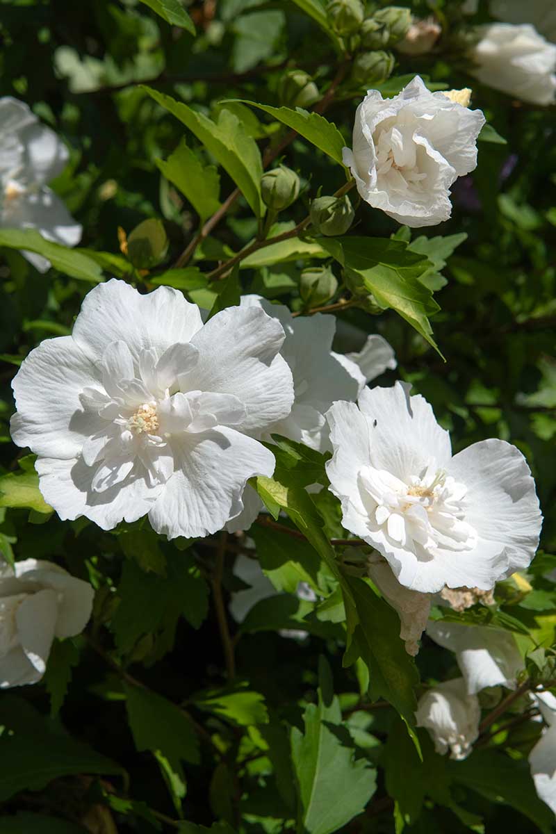 تصویر نزدیک عمودی از گل‌های سفید با گلبرگ‌های دوتایی منحصربه‌فرد از گونه H. syriacus 'White Chiffon'، که در باغ در زیر نور آفتاب روشن رشد می‌کنند و در پس‌زمینه فوکوس ملایم دارند.