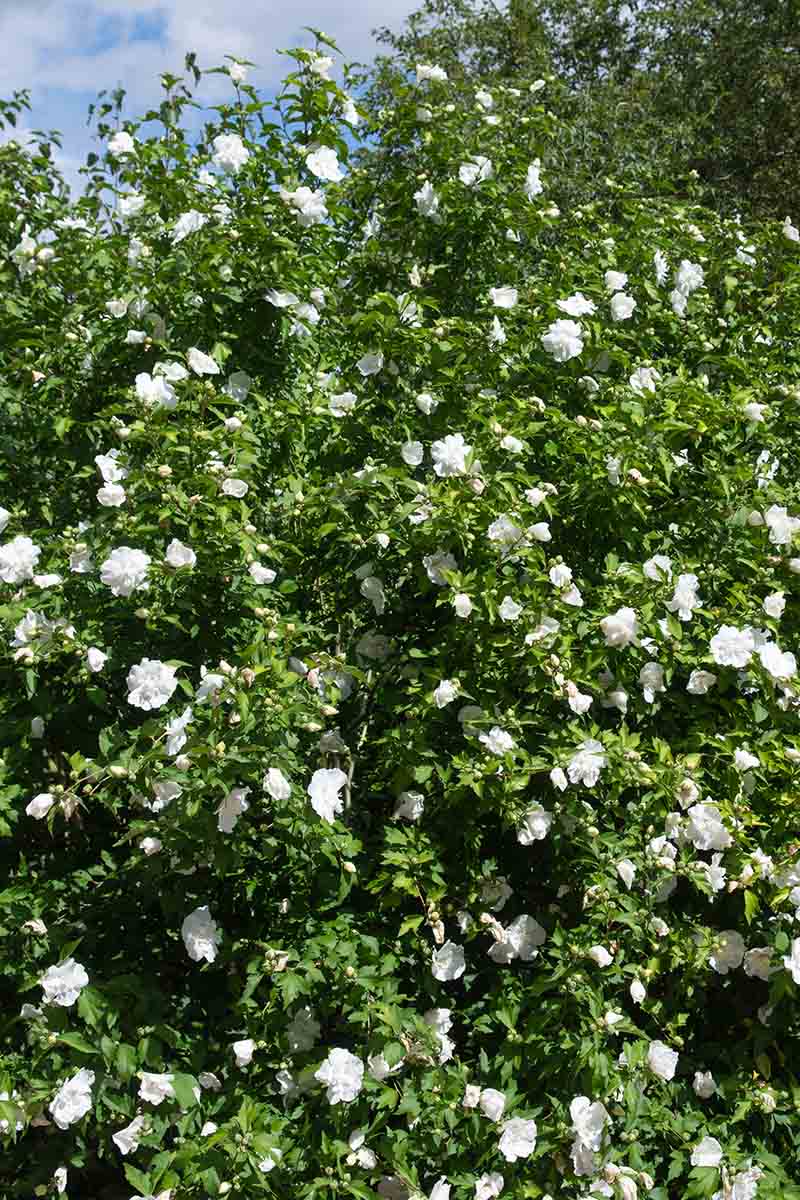 تصویری عمودی از بوته بزرگ H. syriacus 'White Chiffon' با شاخ و برگ سبز و گل‌های سفید در حال رشد در باغ در آفتاب روشن با آسمان آبی در پس‌زمینه.