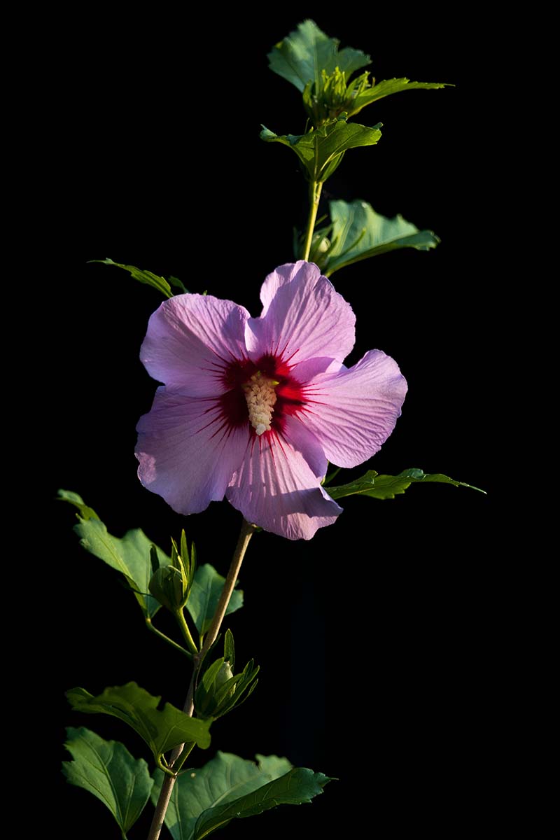 تصویر عمودی نزدیک از گل هیبیسکوس صورتی «آفرودیت» روی یک ساقه، روی پس‌زمینه سیاه تیره.