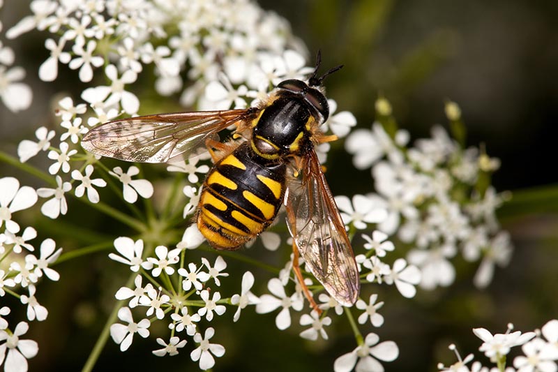 نمای نزدیک زنبوری که از چتری گلدار سفید تغذیه می‌کند، نوارهای سیاه و زرد آن واضح و بال‌های کشیده، روی پس‌زمینه‌ای با فوکوس نرم.