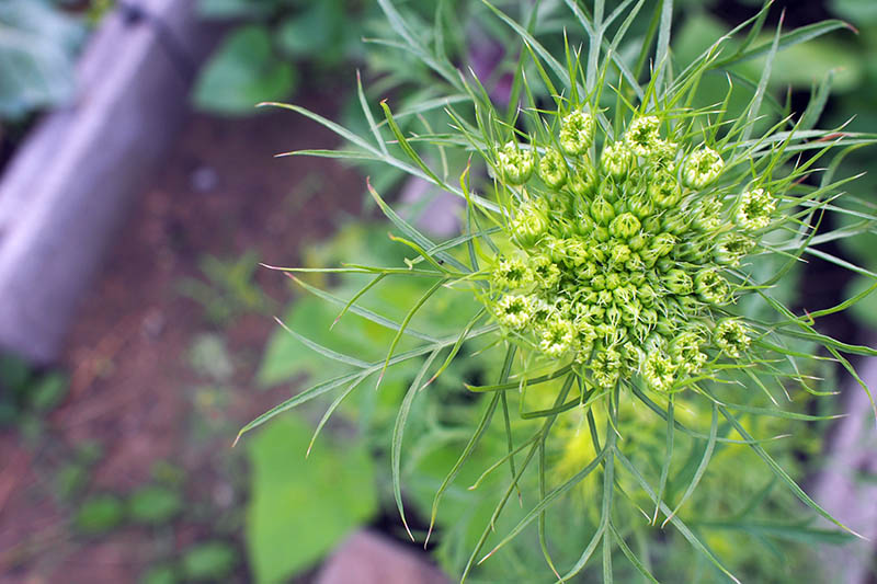 نمای نزدیک از بالا به پایین از یک بوته هویج که پیچ شده و شروع به تشکیل یک سر گل روی پس‌زمینه فوکوس نرم کرده است.