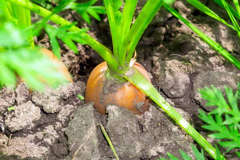 نمای نزدیک از هویج آماده برای برداشت با بالای ریشه که از میان خاک زیر شاخ و برگ نمایان می شود.  تصویر در آفتاب روشن که در پس‌زمینه محو می‌شود و به فوکوس ملایم می‌رسد.