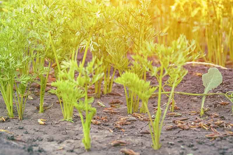 نمای نزدیک از شاخ و برگ سبز نهال‌های هویج جوان که در باغ در زیر نور آفتاب رشد می‌کنند و در پس‌زمینه محو می‌شوند.