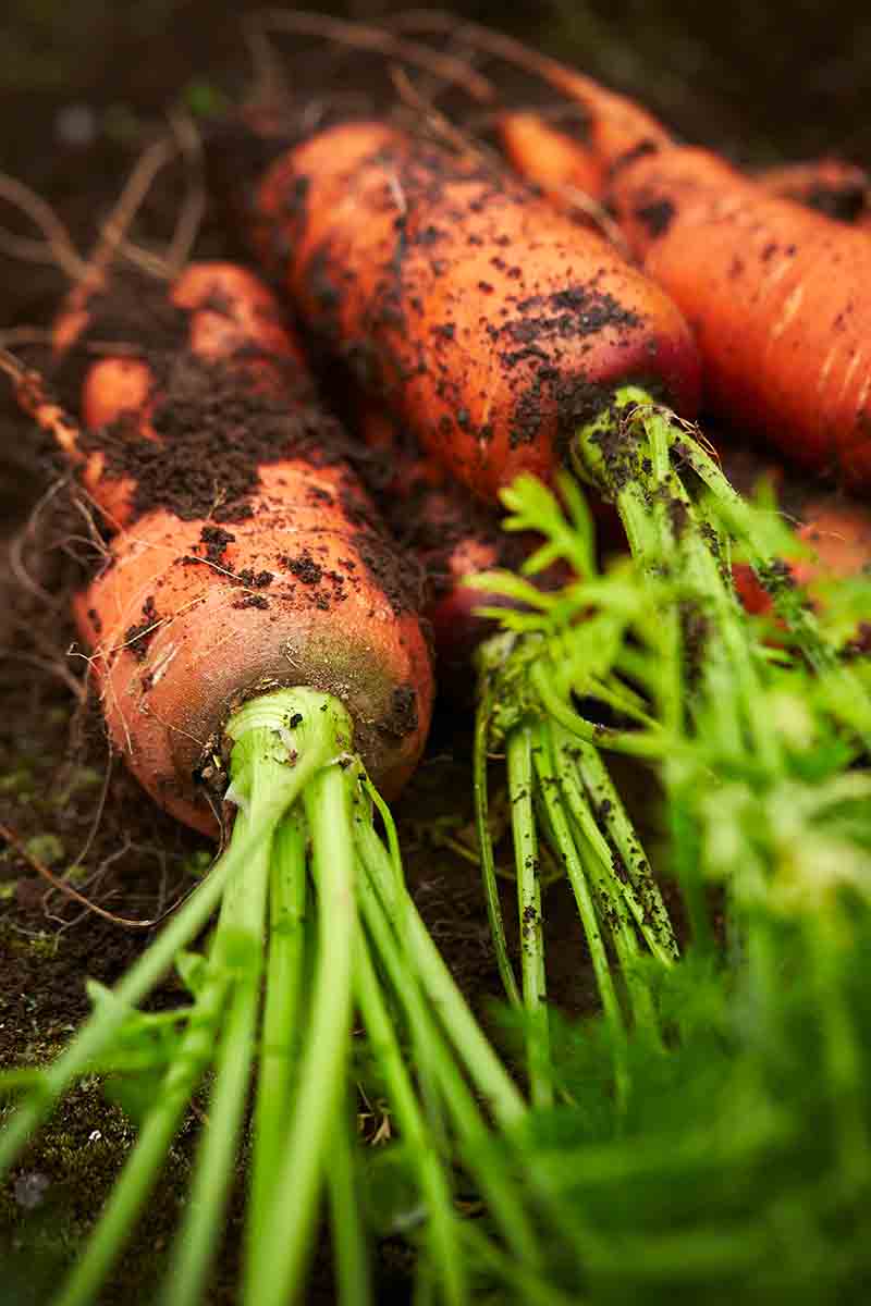 تصویر عمودی نزدیک از هویج‌های تازه چیده شده روی خاک باغچه در حالی که قسمت‌های بالای آن چسبیده و خاک هنوز روی ریشه‌ها قرار دارد.
