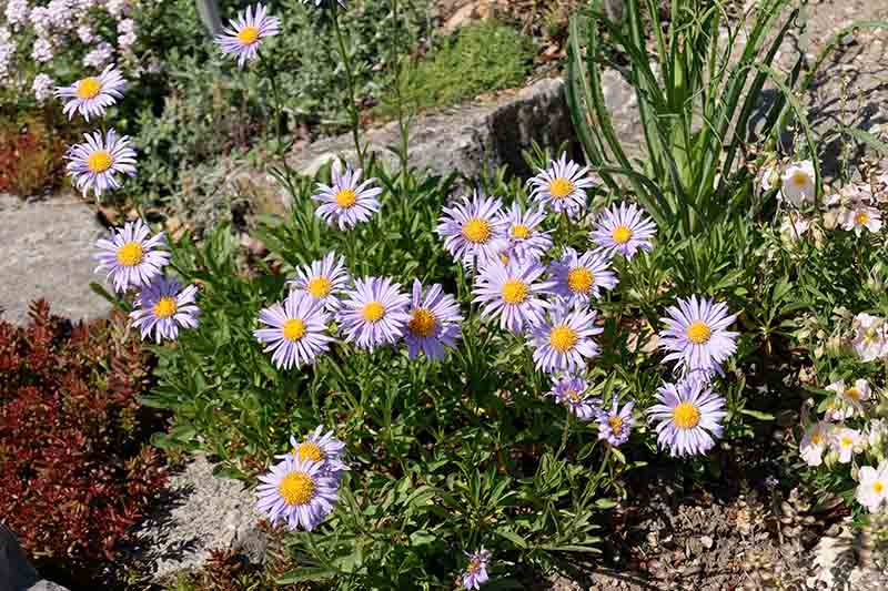 نمای نزدیک از یک گیاه ستاره کوچک چند ساله که در باغ گل می‌دهد، با گل‌های بنفش، که در زیر نور آفتاب به تصویر کشیده شده است.