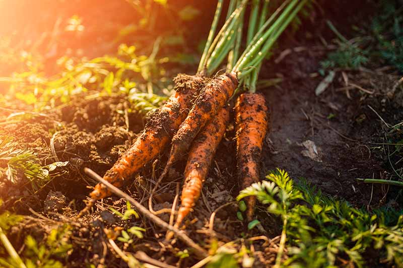 نمای نزدیک از هویج تازه برداشت شده با خاک هنوز روی ریشه ها، روی زمین در باغ در زیر نور آفتاب صاف شده قرار گرفته است.
