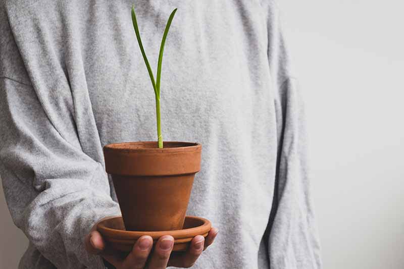 نمای نزدیک از دستی که یک گلدان کوچک سفالی حاوی یک گیاه آلیوم ساتیوم با ساقه سبز عمودی را در دست گرفته است.
