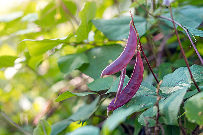 نمای نزدیک از دانه‌های بنفش تیره تاک Lablab purpureus که در باغ در زیر نور آفتاب رشد می‌کند و در پس‌زمینه به فوکوس ملایمی محو می‌شود.