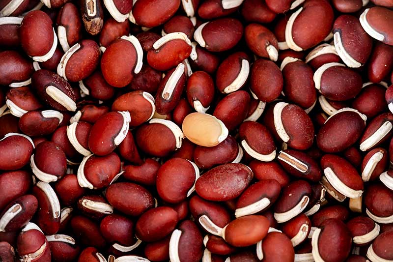 نمای نزدیک از دانه های لابلب پورپورئوس، از غلاف برداشته شده است.  رنگ لوبیا قرمز مایل به قهوه ای با نوار سفید بزرگ است.
