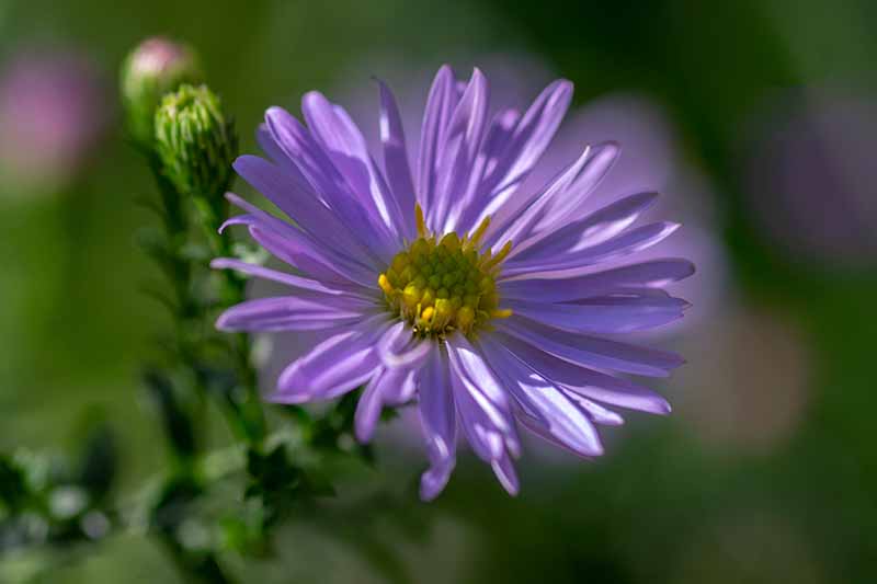 نمای نزدیک از گل Symphyotrichum novae-angliae بنفش روشن با مرکز زرد، روی پس‌زمینه فوکوس ملایم سبز.