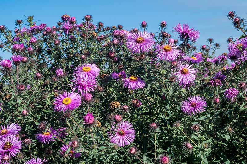 نمای نزدیک از یک توده بزرگ Symphyotrichum novae-angliae با گل‌های بنفش که در باغ در آفتاب درخشان با آسمان آبی در پس‌زمینه رشد می‌کنند.