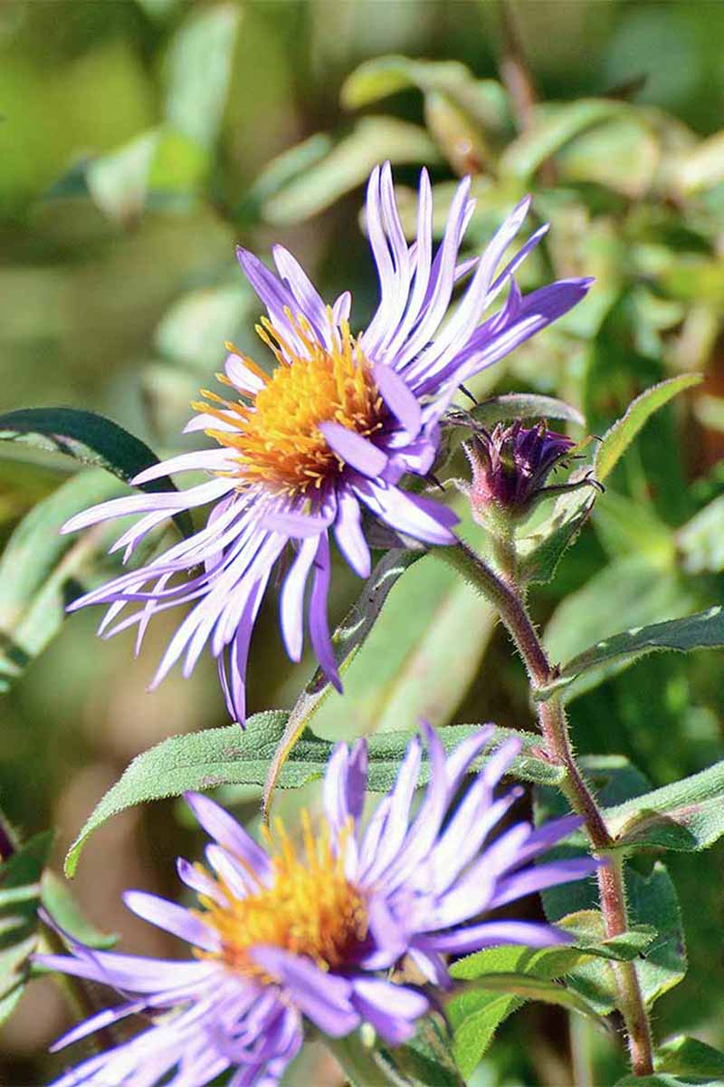 تصویری عمودی از گل‌های بنفش روشن Symphyotrichum novae-angliae که در باغ در آفتاب روشن رشد می‌کنند.