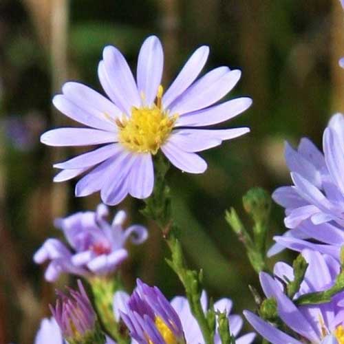 نمای نزدیک از شکوفه Symphyotrichum oolentangiense یا ستاره آبی آسمانی که در باغ روی یک پس‌زمینه با فوکوس ملایم سبز رشد می‌کند.