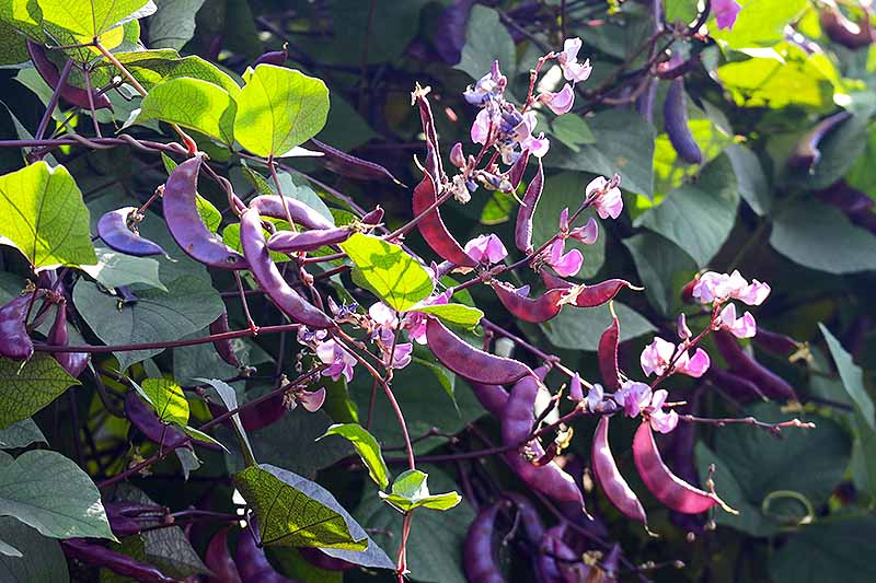 نمای نزدیک از تاک بزرگ Lablab purpureus با گل‌های بنفش روشن و غلاف‌های بذر بنفش تیره که در باغ در آفتاب روشن رشد می‌کنند.