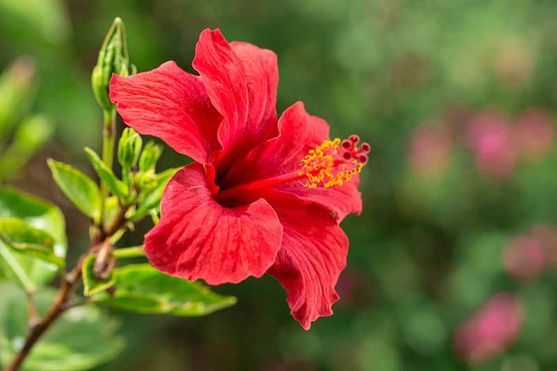 نمای نزدیک از یک گل هیبیسکوس گرمسیری قرمز که در باغ در زیر نور آفتاب روی یک پس‌زمینه فوکوس نرم سبز رشد می‌کند.