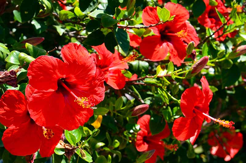نمای نزدیک از یک درختچه گل هیبیسکوس استوایی که در باغ رشد می کند با شکوفه های قرمز روشن در زیر نور خورشید که در پس زمینه به سمت تمرکز ملایم محو می شوند.