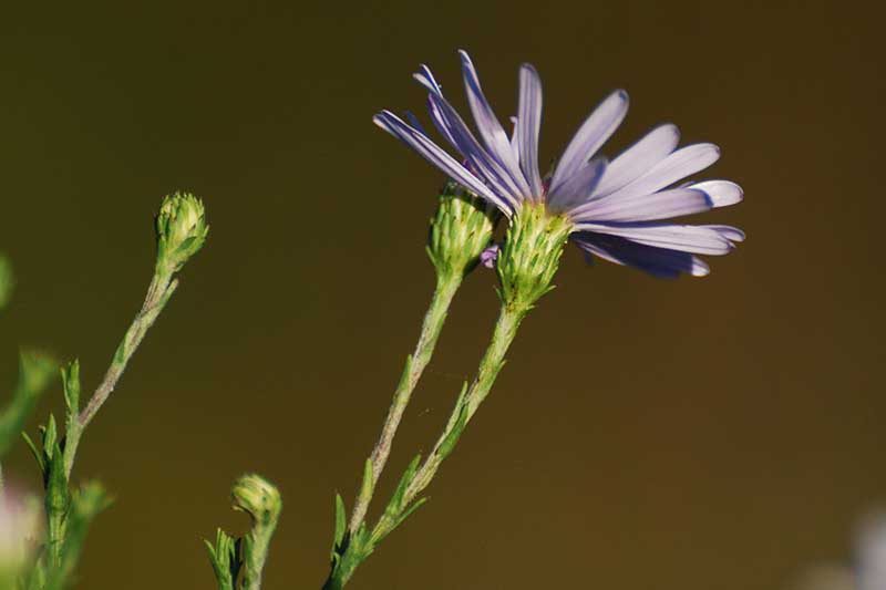 نمای نزدیک از یک گل Symphyotrichum oolentangiense، از زیر، که گلبرگ‌های آبی روشن و ساقه سبز را روی پس‌زمینه‌ای با فوکوس ملایم قهوه‌ای روشن نشان می‌دهد.