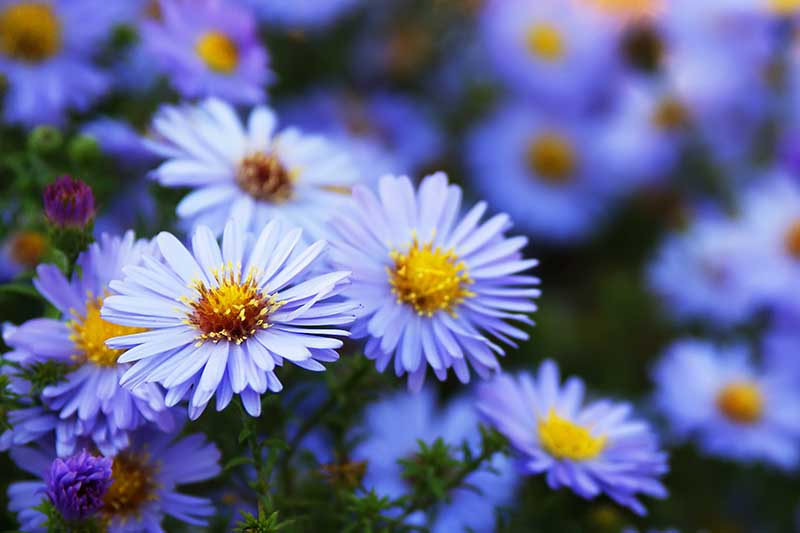 نمای نزدیک از گل‌های آبی روشن ستاره آبی آسمانی با گلبرگ‌های آبی ظریف و مرکز زرد، که در باغ روی یک پس‌زمینه تمرکز ملایم رشد می‌کنند.