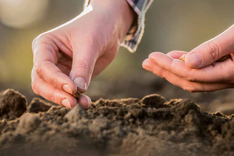 نمای نزدیک از دو دست، یکی از بالای قاب و دیگری از سمت راست، در حال کاشت بذر در زمین غنی تیره در باغ بر روی پس‌زمینه فوکوس ملایم.